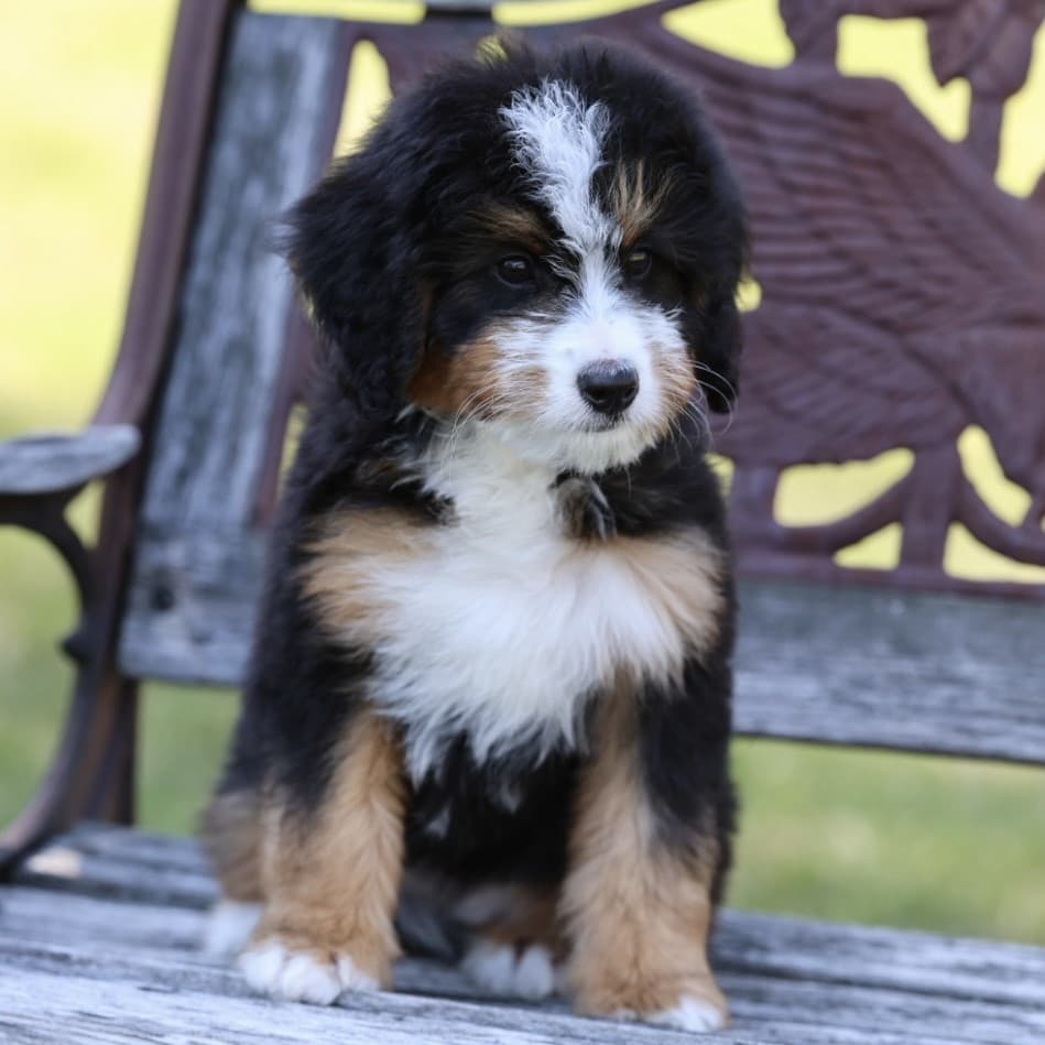 Bella, our bernedoodle