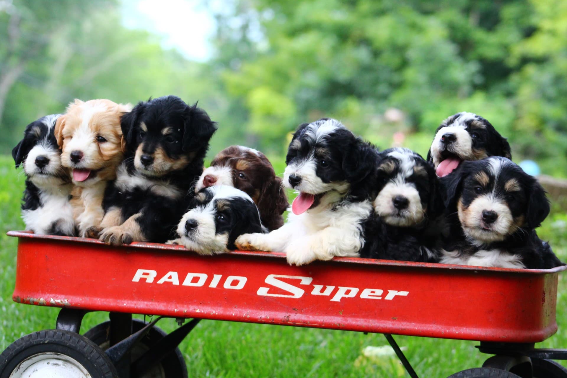 A wagon full of Cactus Mountain puppies