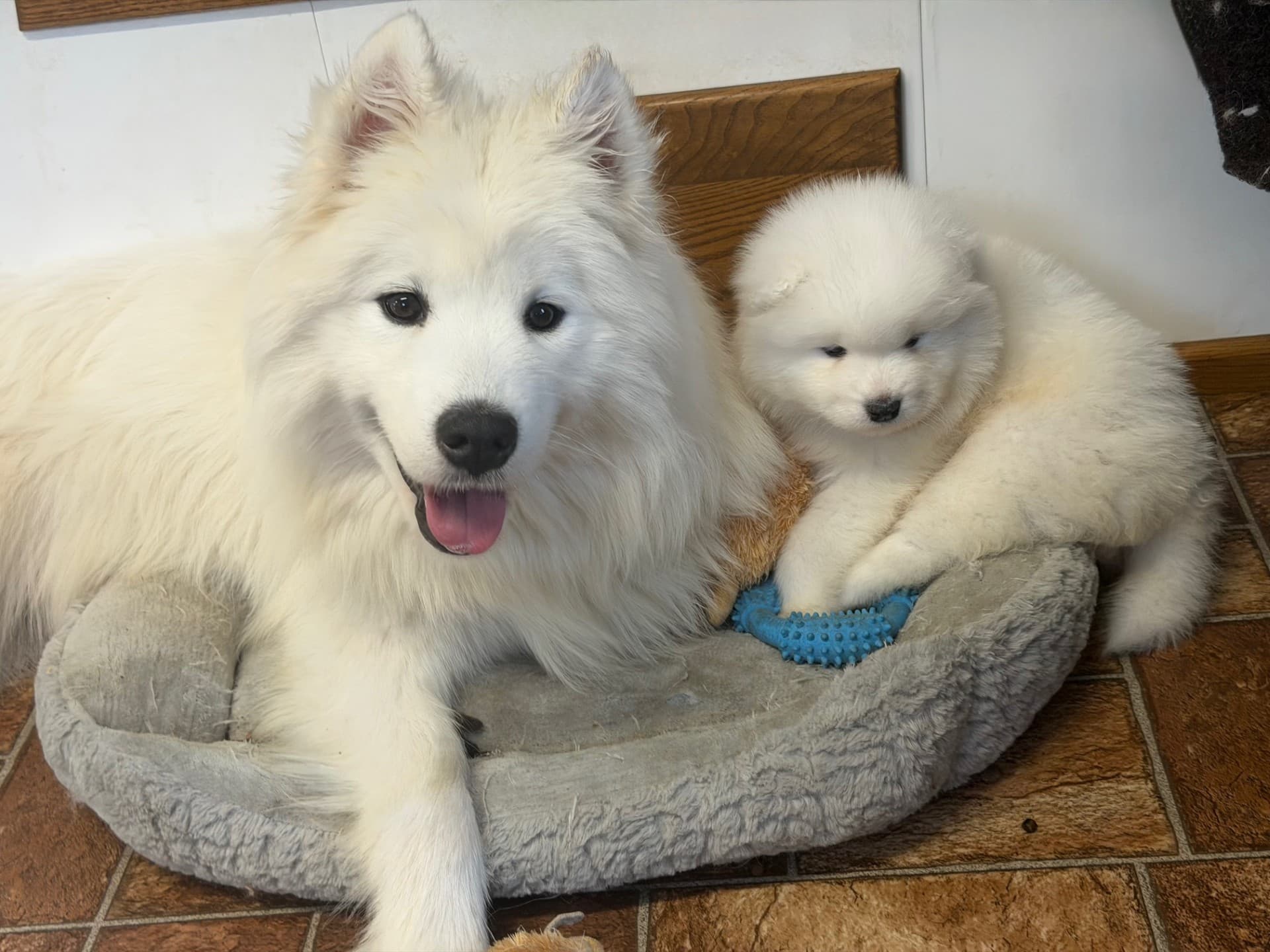 Luna snuggled up with one of her Samoyed puppies