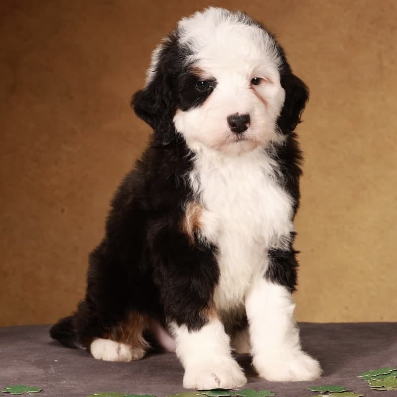 A fluffy white Samoyed puppy