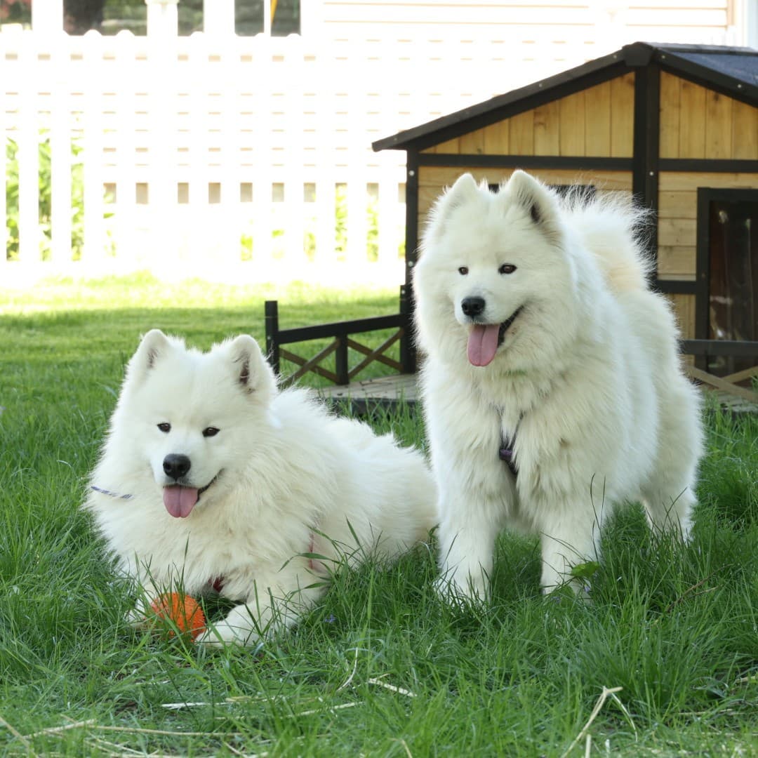 Our Samoyeds out in the yard