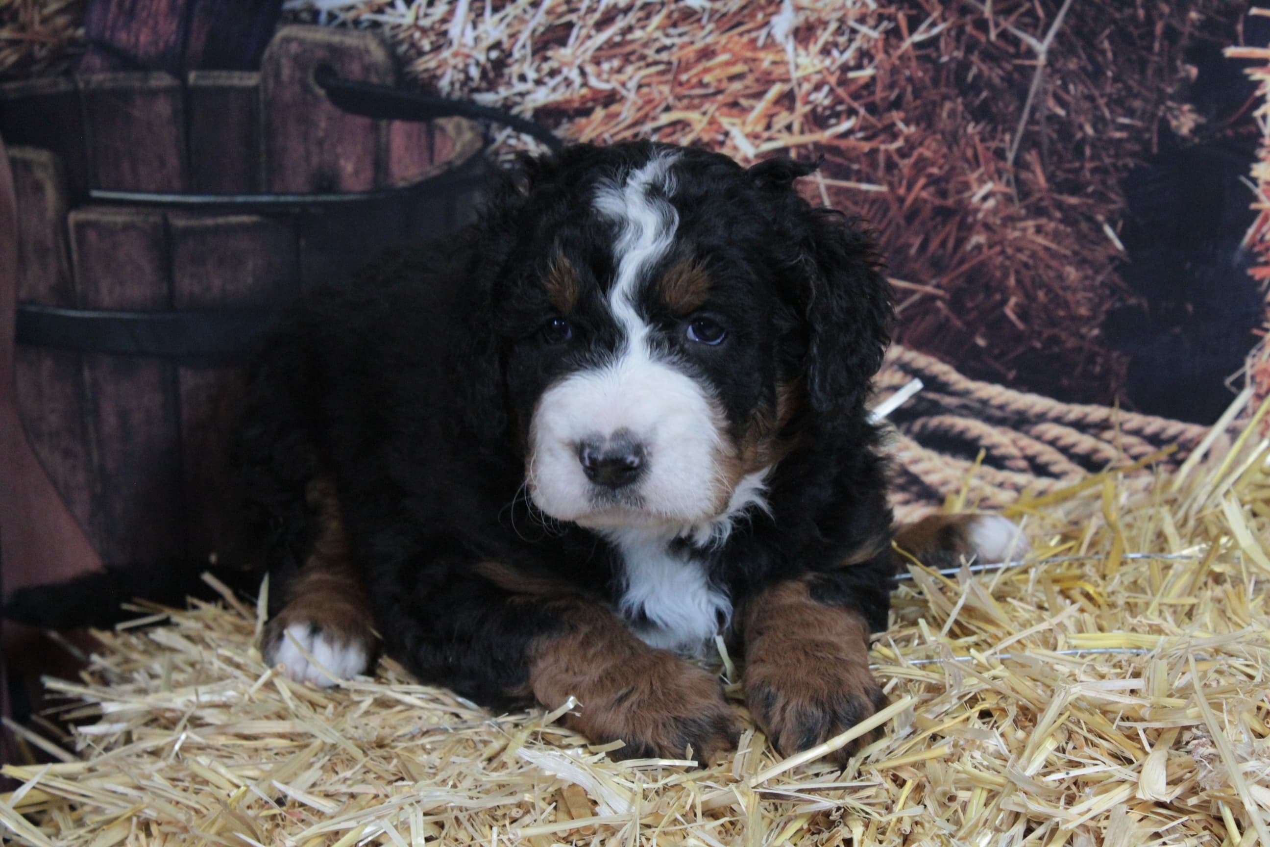 A tricolor bernedoodle puppy