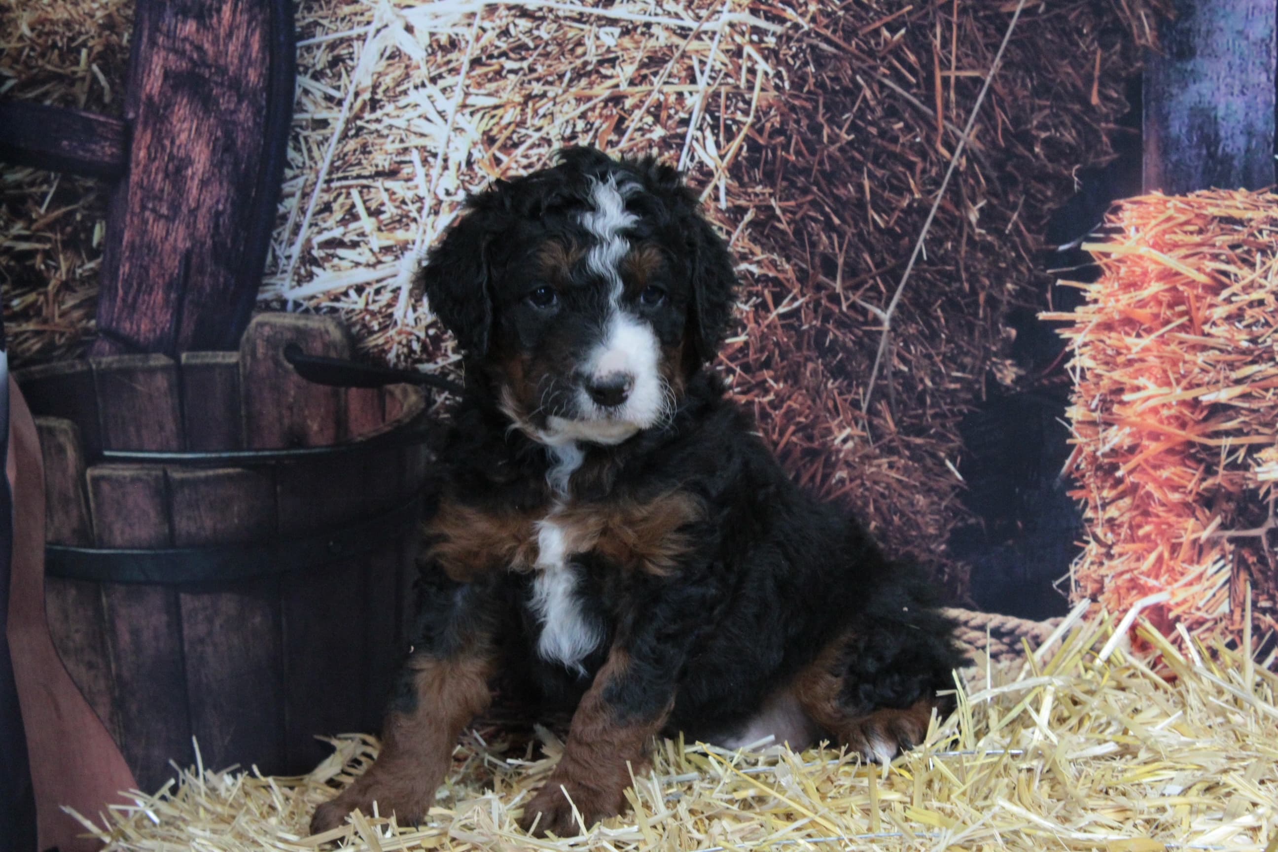 A tricolor bernedoodle puppy on straw